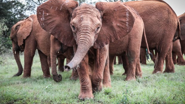 dswt-4.jpg